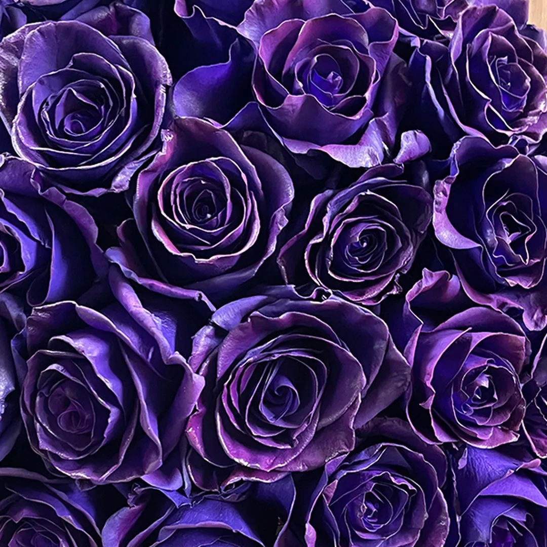Purple Stravaganzza Roses