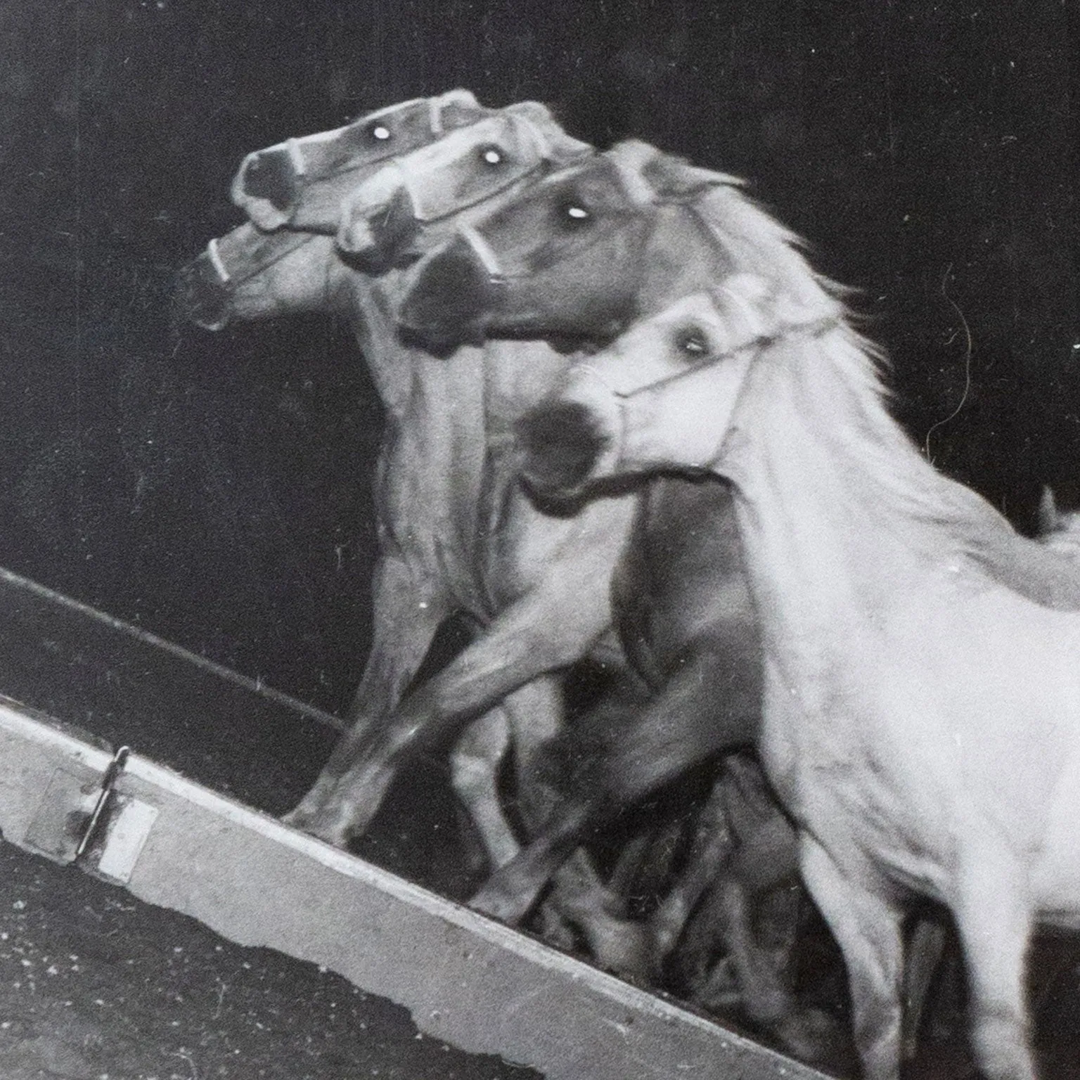 WEEGEE "CIRCUS HORSES" PHOTO, c. 1948