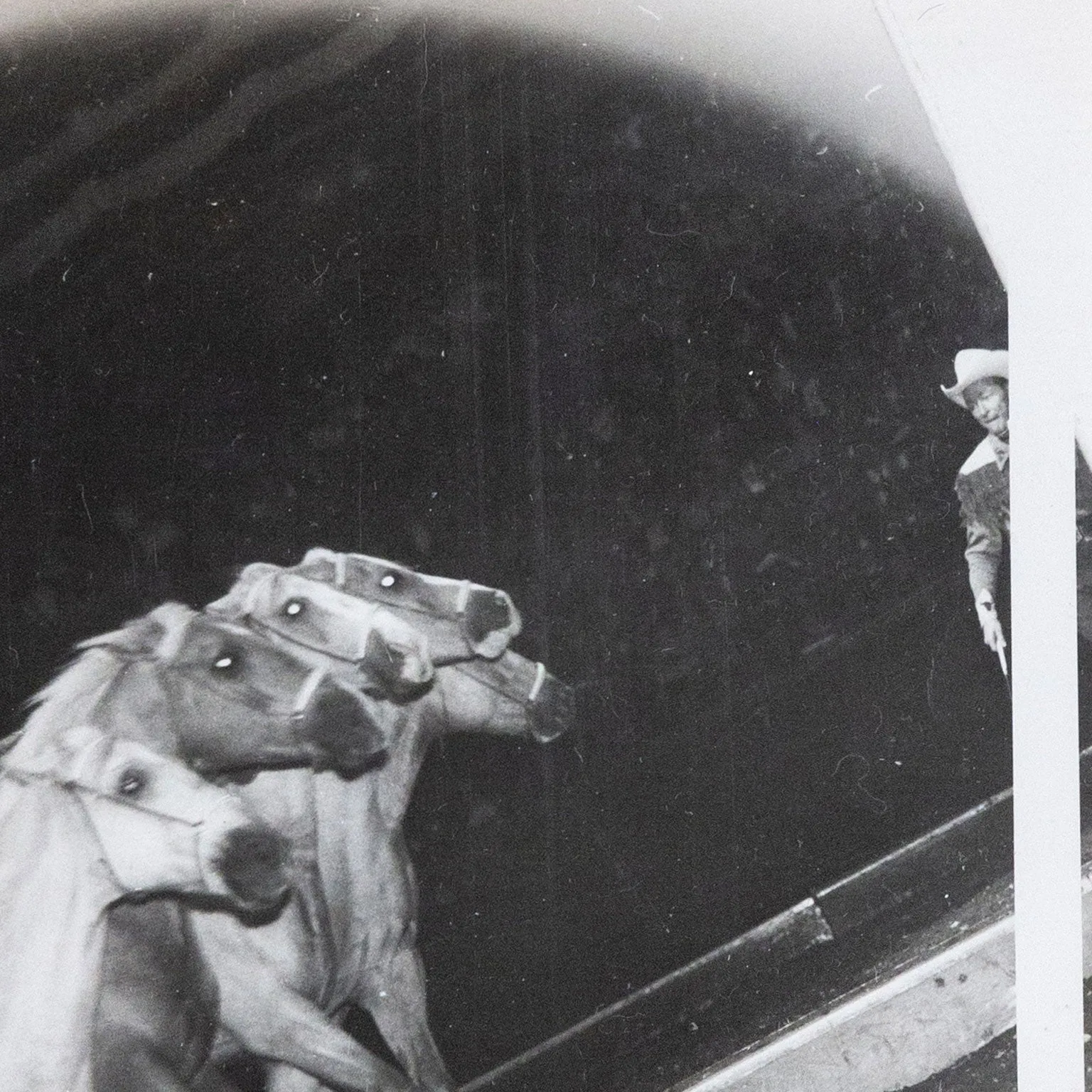 WEEGEE "CIRCUS HORSES" PHOTO, c. 1948