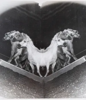 WEEGEE "CIRCUS HORSES" PHOTO, c. 1948
