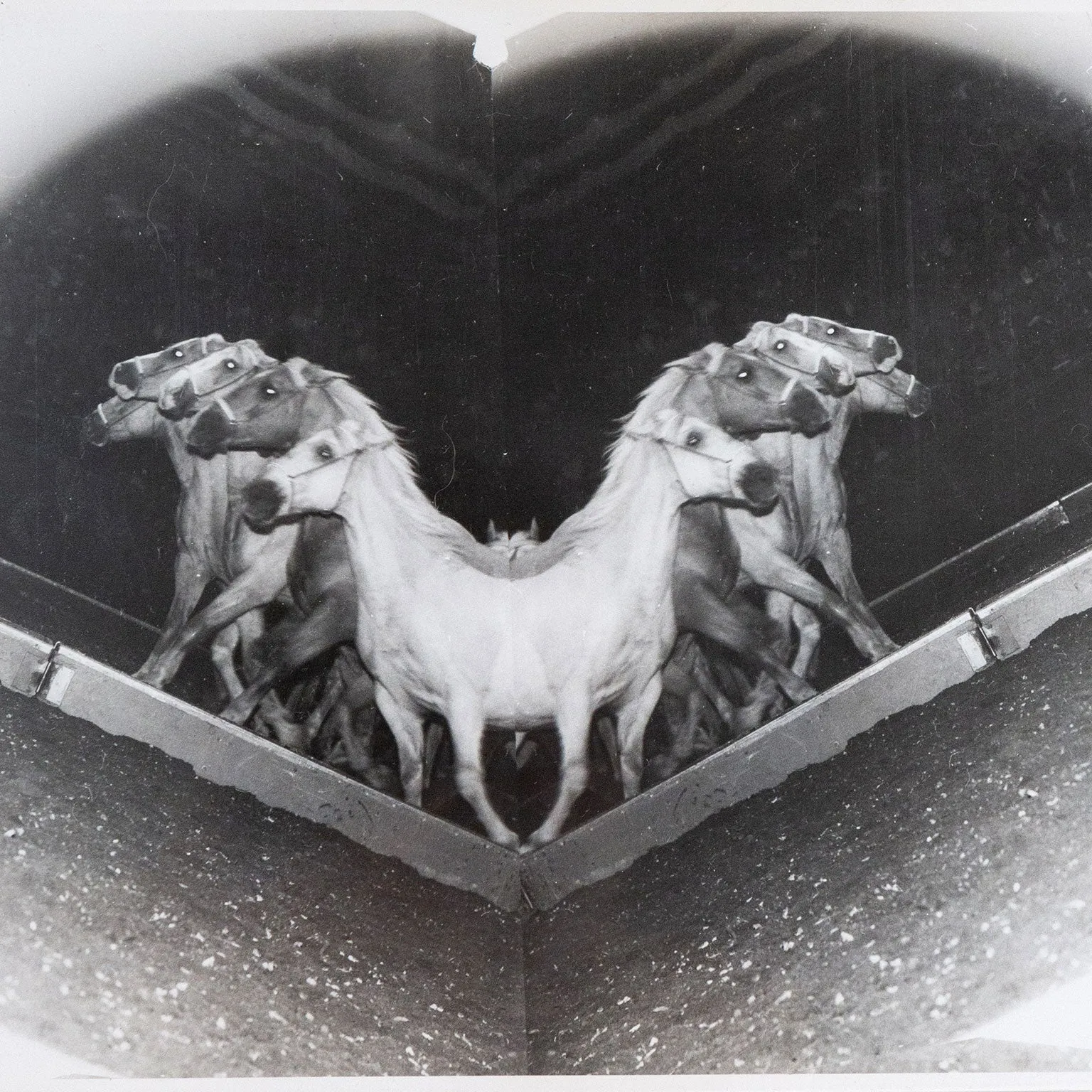WEEGEE "CIRCUS HORSES" PHOTO, c. 1948